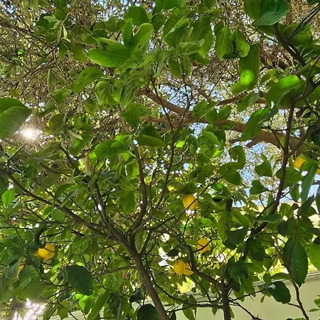 Apartmán Olive Garden Blue Tirana