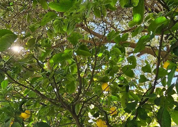 Apartmán Olive Garden Blue Tirana