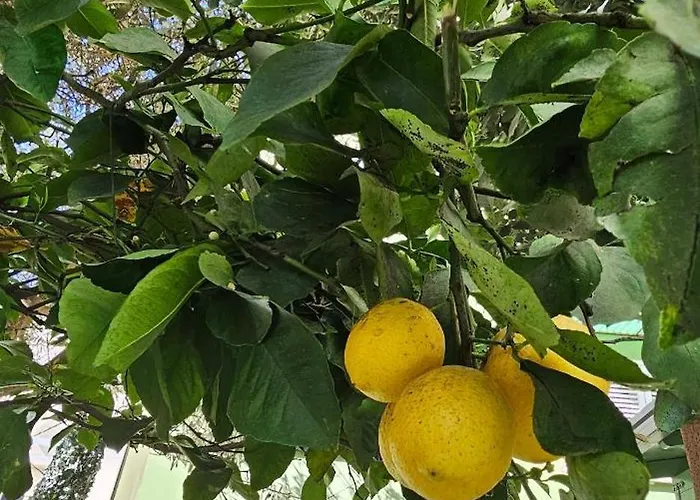 Olive Garden Blue Tirana